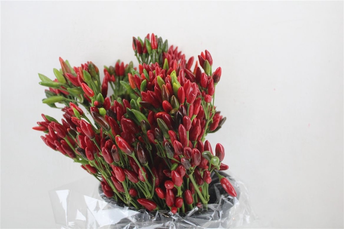 <h4>Pepers Paprika Rood Pbs</h4>