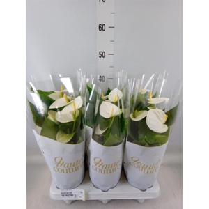 Anthurium andr. 'Cocos'