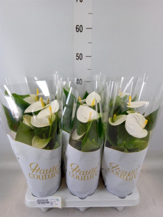 <h4>Anthurium andr. 'Cocos'</h4>