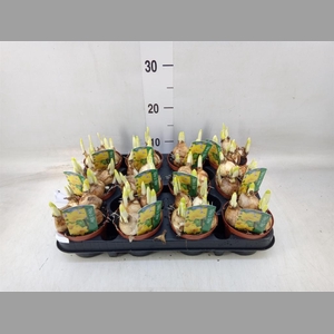 Narcissus  'Tete a tete'