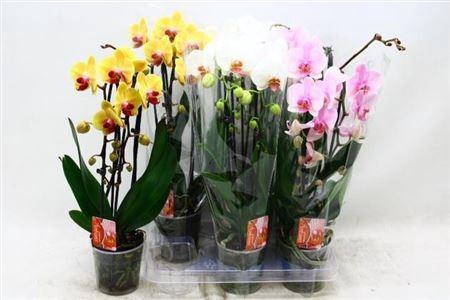 <h4>Phal El Cascade</h4>