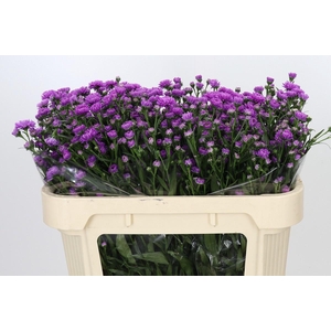 Aster Astee Karmijn