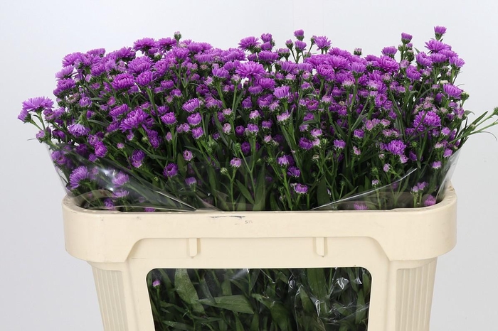 <h4>Aster Astee Karmijn</h4>