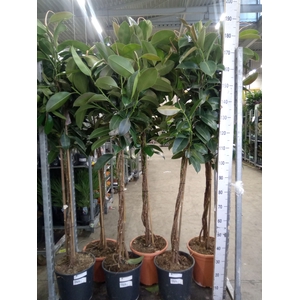 Ficus elastica 'Melany'