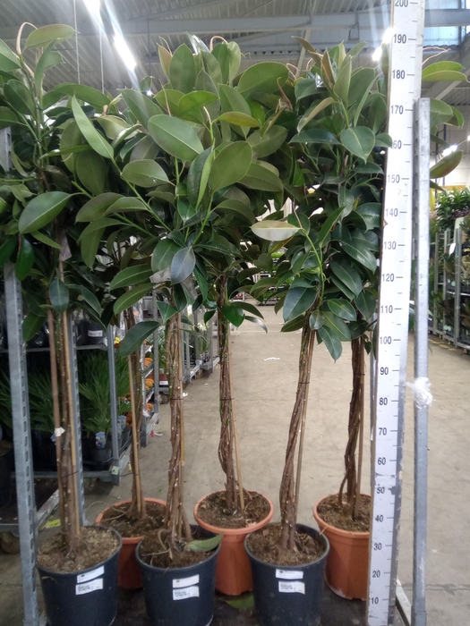 <h4>Ficus elastica 'Melany'</h4>