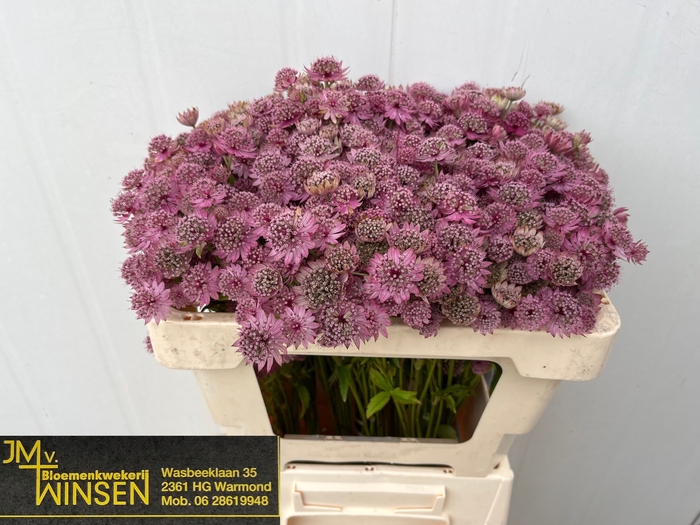 <h4>ASTR PINK SENSATION</h4>
