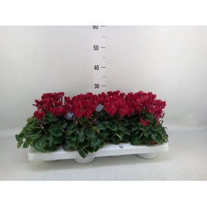 Cyclamen KL   ...patio