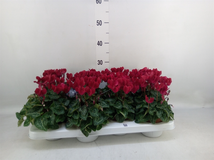 <h4>Cyclamen KL   ...patio</h4>