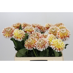 Dahlia Jowey Fantasy