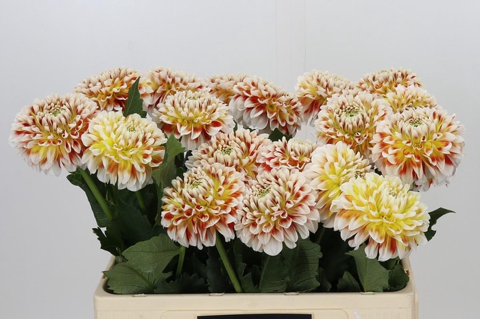 <h4>Dahlia Jowey Fantasy</h4>