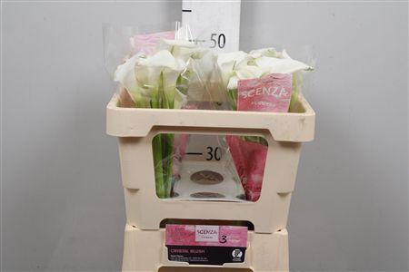 <h4>Zant Crystal Blush</h4>