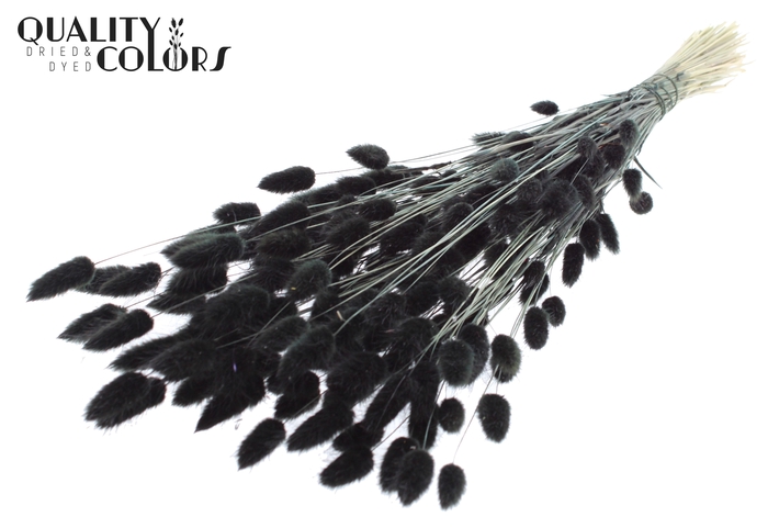 Lagurus Premium per bunch Black