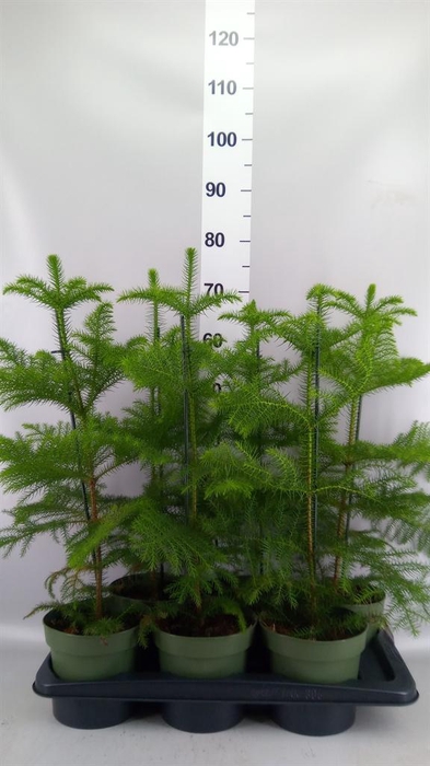 <h4>Araucaria heterophylla</h4>