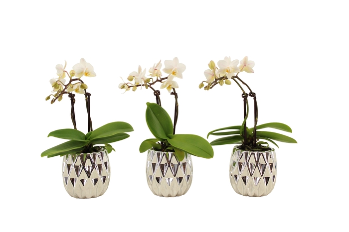 <h4>Dolomite Quartz Silver Tiny Dolls Wit 2T10+ Aqu@</h4>