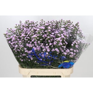 Aster Baby Pink Pearl