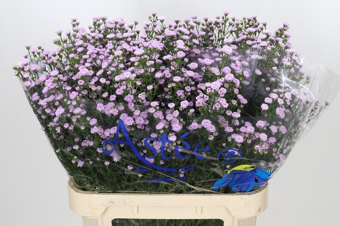 <h4>Aster Baby Pink Pearl</h4>
