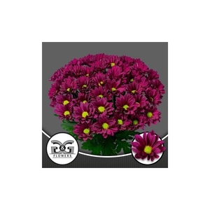 G&G Flowers Purple Star Naaldwijk