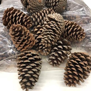 K.MARITIMA 10-14 CM KERST (in net)
