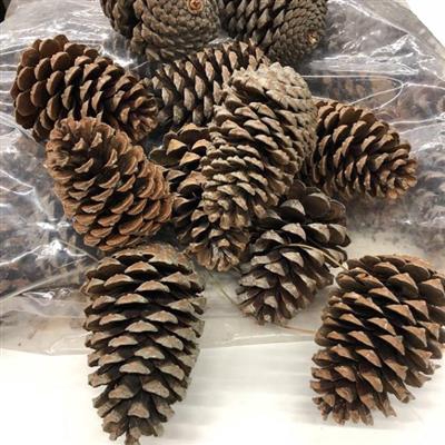 <h4>K.MARITIMA 10-14 CM</h4>