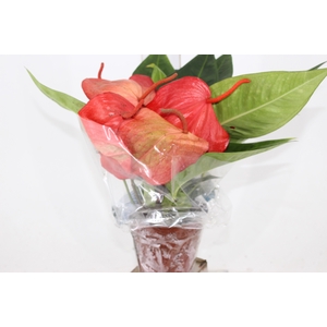 ANTHURIUM SCHERZERIANUM CHRISTINE P15