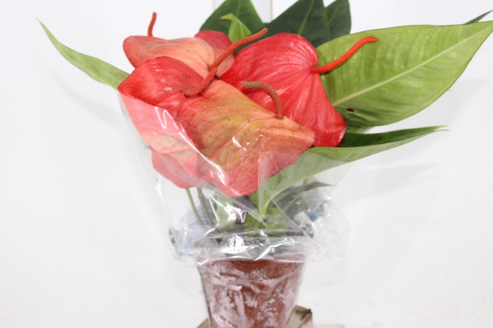 ANTHURIUM SCHERZERIANUM CHRISTINE P15