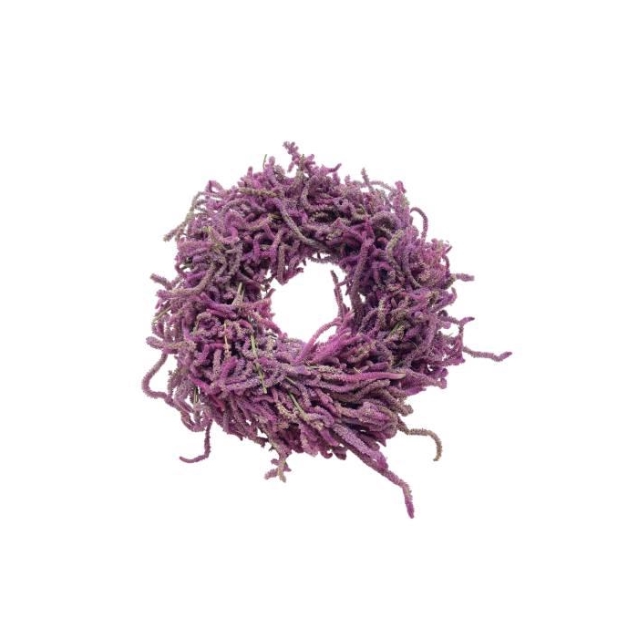 <h4>Wreath Snake Limonium D40</h4>