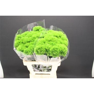 Di Barb Br Kiwi Mellow