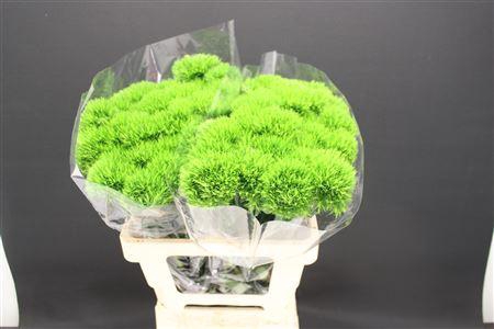 <h4>Di Barb Br Kiwi Mellow</h4>