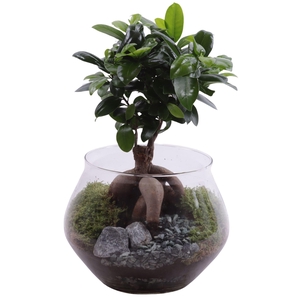 Ficus m. Ginseng Ø12cm in Glass UFO Vase Ø20cm