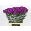 Dianthus Br Amazon Neon Purple