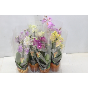 PHALAENOPSIS MINI P09 2 HT