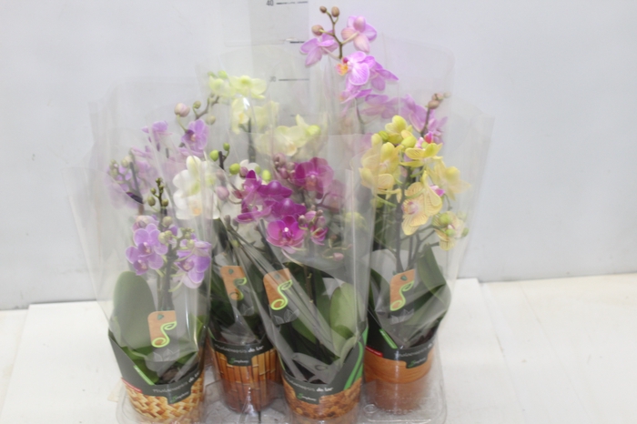 <h4>PHALAENOPSIS MINI P09 2 HT</h4>