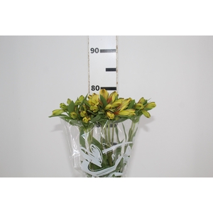 ALSTROEMERIA CARIBBEAN 080 CM
