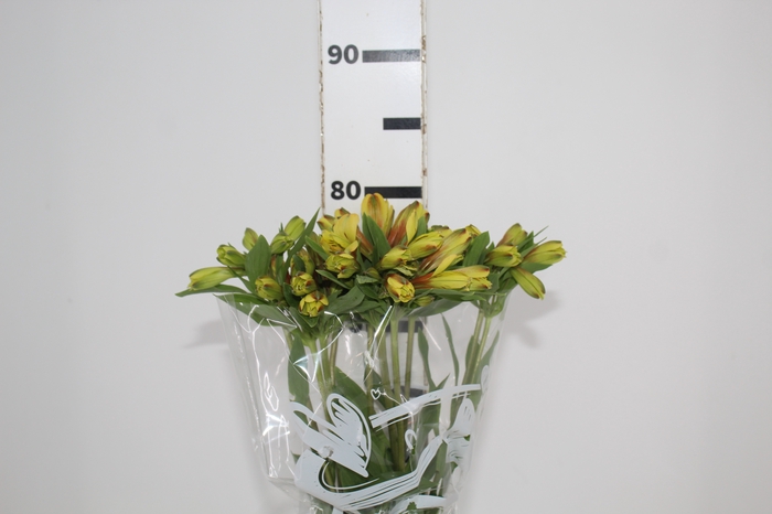 <h4>ALSTROEMERIA CARIBBEAN 080 CM</h4>