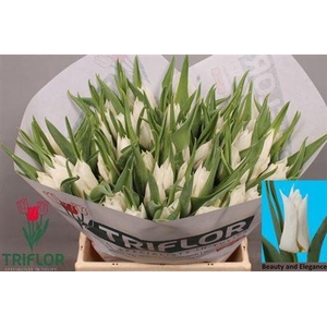 Tu Li Beau An Elegan