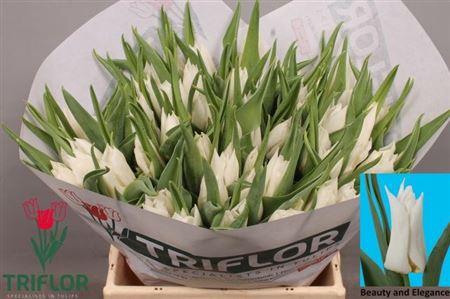 Tu Li Beau An Elegan