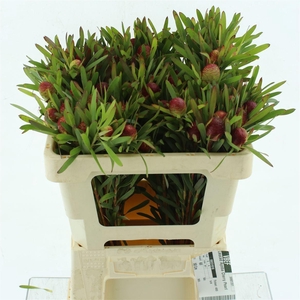 Leucad Chery Pearl Spray
