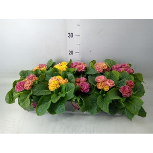 Primula ac. 'Dbl Rubens'  ...mix