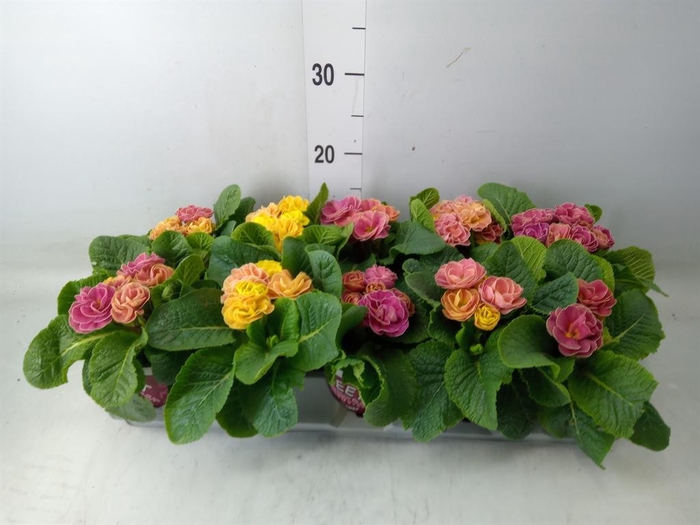 <h4>Primula ac. 'Dbl Rubens'  ...mix</h4>