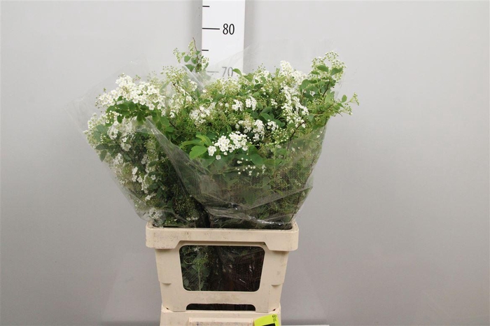 <h4>Spir Nip Snowmound</h4>