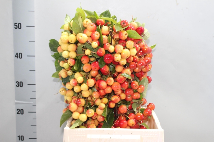 <h4>MALUS RED SENTINEL</h4>