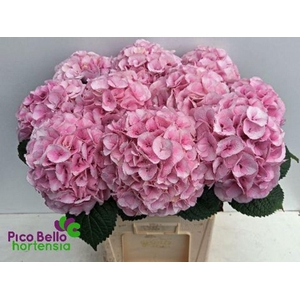 Hydrangea my beautiful vienna