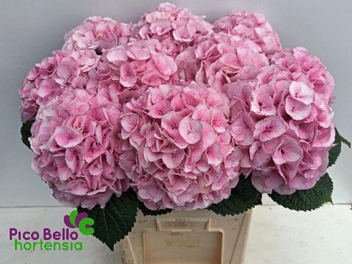 <h4>Hydrangea my beautiful vienna</h4>