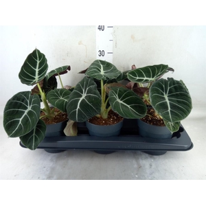 Alocasia  'Black Velvet'