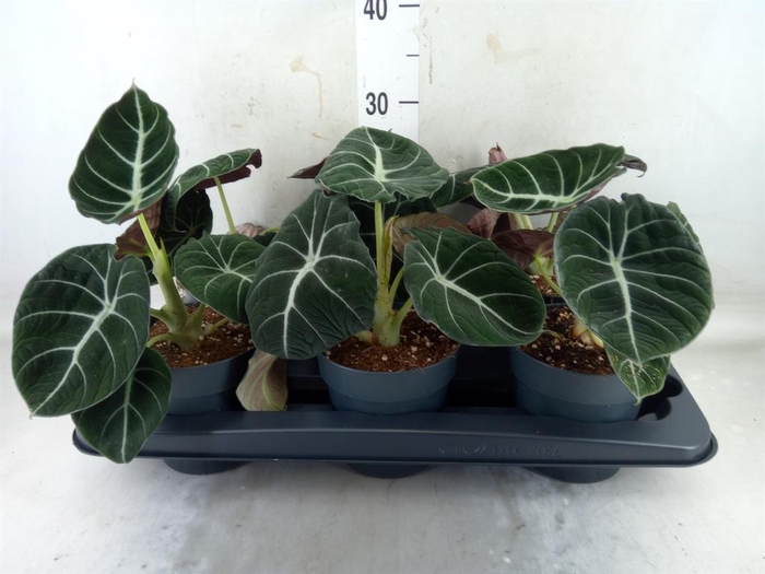 <h4>Alocasia  'Black Velvet'</h4>