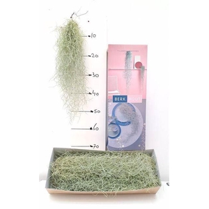 Tillandsia usneoides