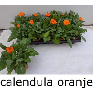 CALENDUL OFFICINALIS