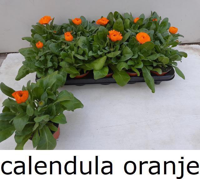 <h4>CALENDUL OFFICINALIS</h4>