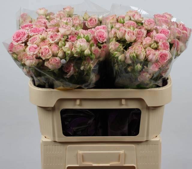 <h4>R TR DINARA</h4>