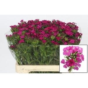 DI BARB AM NEON CHER